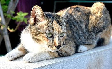 A cute mixed-colored tabby cat is on the white brick fence next to the house.