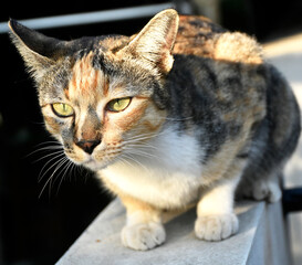 A cute mixed-colored tabby cat is on the white brick fence next to the house.