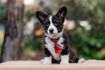 Welsh Corgi Cardigan cute fluffy dog puppy.