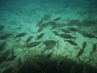 Cala Giverola, Tossa de Mar, Gerona, Cataloña, España