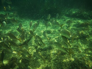Cala Giverola, Tossa de Mar, Gerona, Cataloña, España