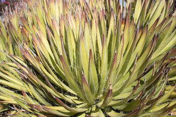 Naklejka na ściany i meble close up of a green spiky plant