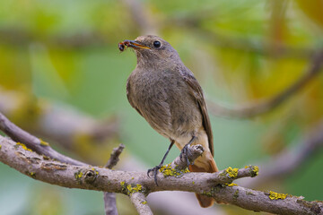 Black redstart - Phoenicurus ochruros standing on the branch with prey.