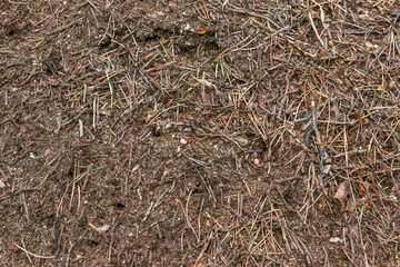 Natural background. Top view of anthill with red ants