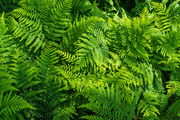 Natural fern pattern. Background with young green fern leaves.