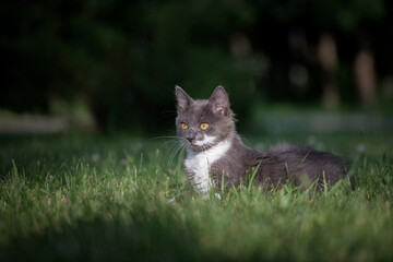 Naklejka na ściany i meble Beautiful young purebred white-gray cat in the summer park, close-up.