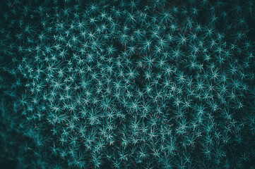 Abstract turquoise star moss background. Beautiful nature wallpaper.