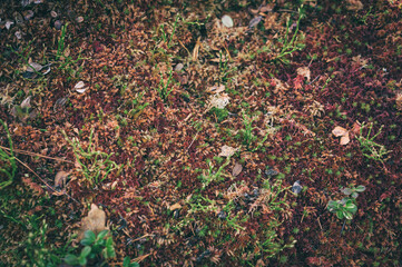 Background of red moss growing in the mountains.