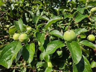 Young green ripening apple fruits on a branch after flowering in the garden. A young rudiment of apple buds. A young apple at the fruit stage. Fruit in the garden.

