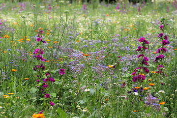 Flowering meadow. Purple wild mallows, blue cornflowers, marigold. Selected focus.