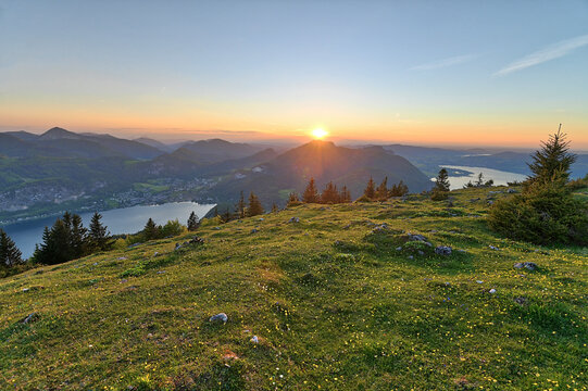 Zirben im Sonnenuntergang