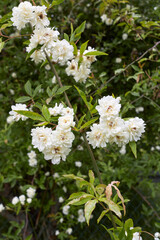 Rosa banksiae lutea