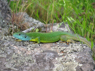 Green Lizard basking in the sun on a rock	