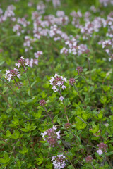 Thymus serpyllum in bloom