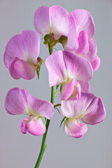 Obraz na płótnie Canvas Inflorescence of the decorative light pink flowers of Sweet pea on gray background.