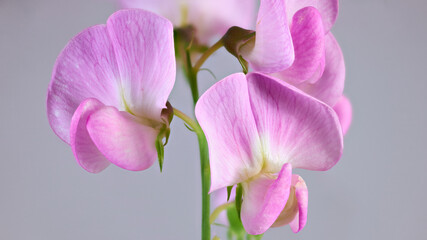 Fototapeta na wymiar Decorative light pink flowers of Sweet pea on gray background.