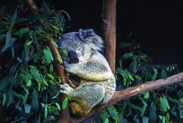 Obraz premium Koala