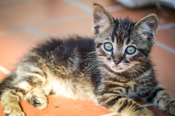 Portrait of a one month old gray striped kitten with blue eyes and tongue out