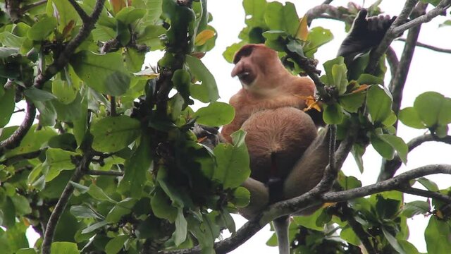 Proboscis monkey Nasalis larvatus on a tree in Bako national park
