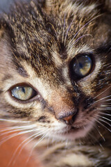 Very close up portrait of a one month old gray striped kitten with blue eyes