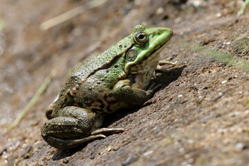 grenouille rieuse au soleil