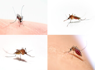 Mosquitoes carrying deadly virus, monitoring the spread