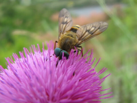 Nectar-feeding Horsefly (Pangonius pyritosus) feeding on thistle flower.