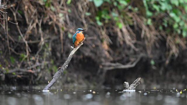 Common Kingfisher Alcedo atthis adult male sitting on a perch above small river near nest