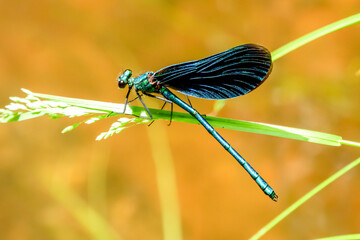 Blaue Prachtlibelle sitzt in der Sonne auf einem grünen Grashalm. Im Hintergrund das orange goldene Flussbett eines Waldbaches. Blauflügel-Prachtlibelle Calopteryx virgo Seejungfer Calopterygidae.