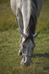 Koń biało szary na pastwisku głowa