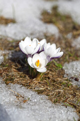 Spring flowers - white crocuses bloom in the park in April, a beautiful template for a web screensaver. Snow shiny cover melts near primroses, Easter card design.