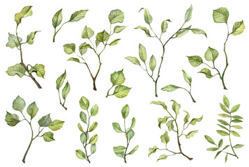 Set of detailed realistic painted green leaves on a white background. Hand painted watercolor botany. Big set with vibrant green leaves