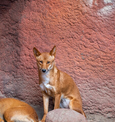 Dingo dog (latin name Canis lupus dingo) is resting at the ground.