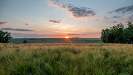 Fototapeta na wymiar wheat field with sunset at the horizon