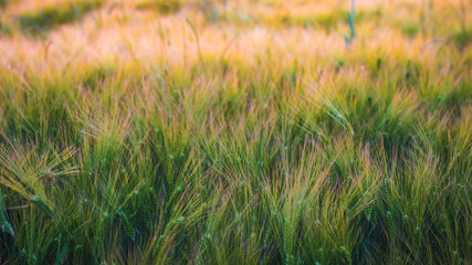close up on a wheat field