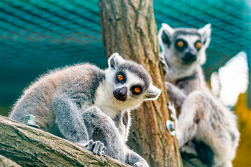 Lemur catta animal, detail of head. Mammal naturally living on Madagascar.