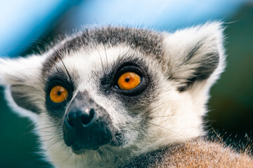 Lemur catta animal, detail of head. Mammal naturally living on Madagascar.