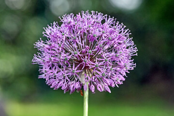 Blühender Riesen-Lauch ( Allium giganteum ).