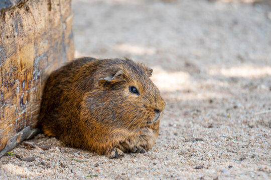Guinea pig (latin name Cavia aperea f. porcellus) is resting near small house.