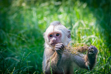Weeping capuchin primate (latin name Cebus olivaceus) with food is standing on the grass.