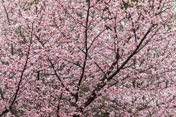 a blooming cherry tree close-up. spring cloudy rainy day in the city park