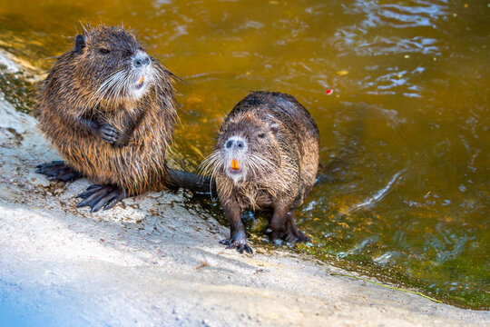 Myocastor coypus also known as nutria, is a giant herbivore that lives along the banks of rivers