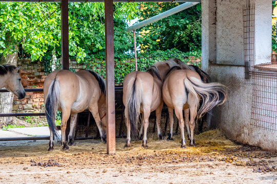 Group of Norwegian horses - view to the animal back.