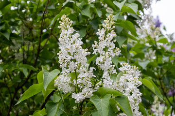 a bud of blooming white lilac