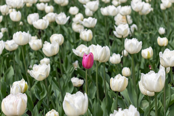 a field of white tulips
