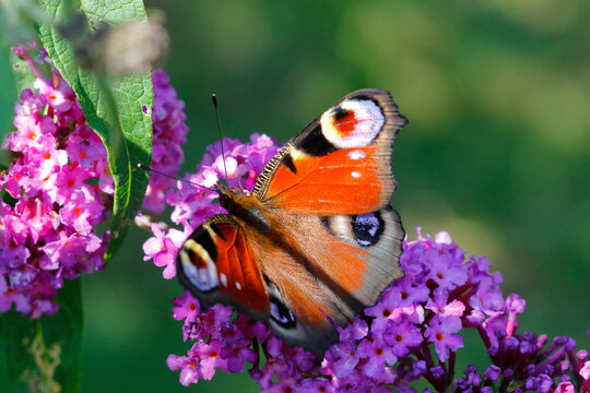 Ein Schmetterling, Tagpfauenauge, auf den Bl&uuml;ten eines Schmetterlingstrauches