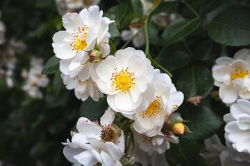 Heckenrose