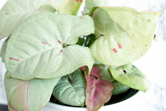 Syngonium Milk Confetti, exotische Pflanze in wei&szlig;em Blumentopf auf wei&szlig;-grauem Hintergrund