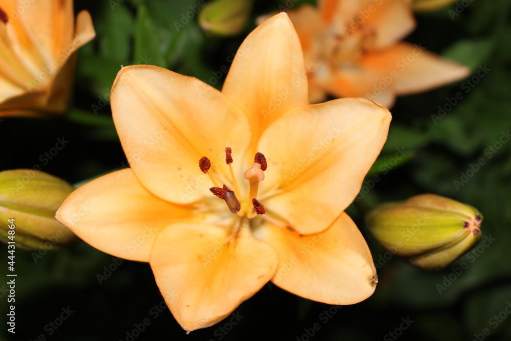 Wall mural Bright orange lilies bloom on a summer evening in the garden