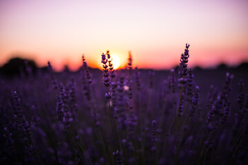 Campos de Lavanda de Brihuega, atardecer con colores morados